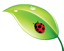 lady-bug-on-leaf